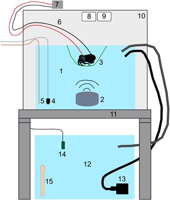 Vessel sound causes hearing loss for hummingbird bobtail squid (Euprymna berryi)